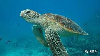 明星海龟,跨越海洋的璀璨明星